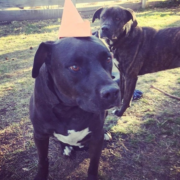 ♥️posh ambassador | 5⭐️top rated seller | 🐾 - Picture 3 of 9